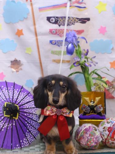 20240522大福ちゃん